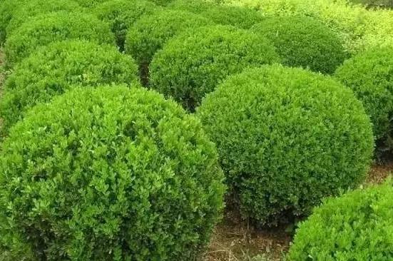 喬、灌木類植物的養(yǎng)護(hù)要點(diǎn)，看看凱蒂分享的這6點(diǎn)！