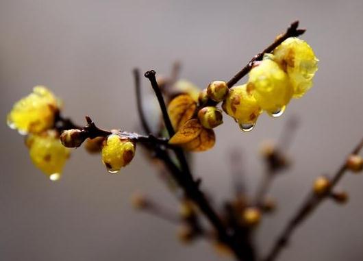 這5種樹(shù)木種植在別墅花園中別有一番風(fēng)雅！