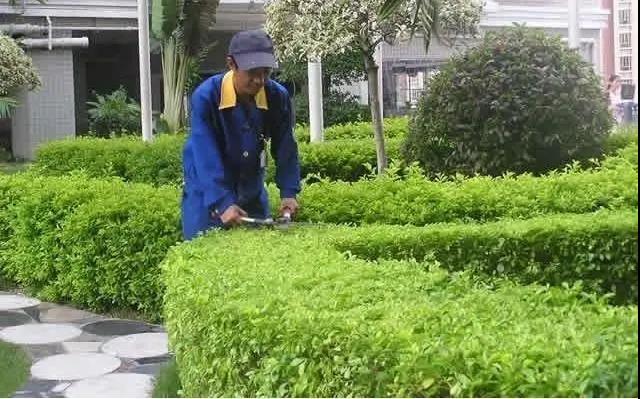 園林綠化工程施工常見誤區(qū)，您中招了嗎?