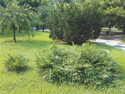 北京植物園花境中的觀賞草魅力究竟在哪里？