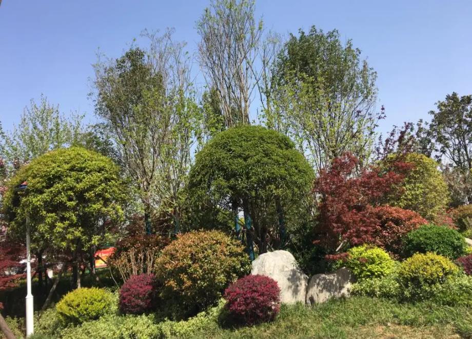 春季氣溫開始回升，襄陽園林綠化公司做好這些養(yǎng)護舉措，苗木來年存活好，長枝快