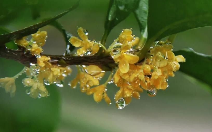 春季桂花移栽修剪有訣竅，襄陽園林綠化公司親傳經驗，來年花多枝密長勢好