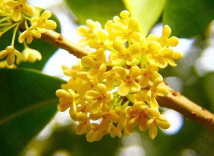 園林綠化zui愛的10種“花香之樹”！
