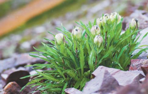冰天雪地，為何也有植物開花？